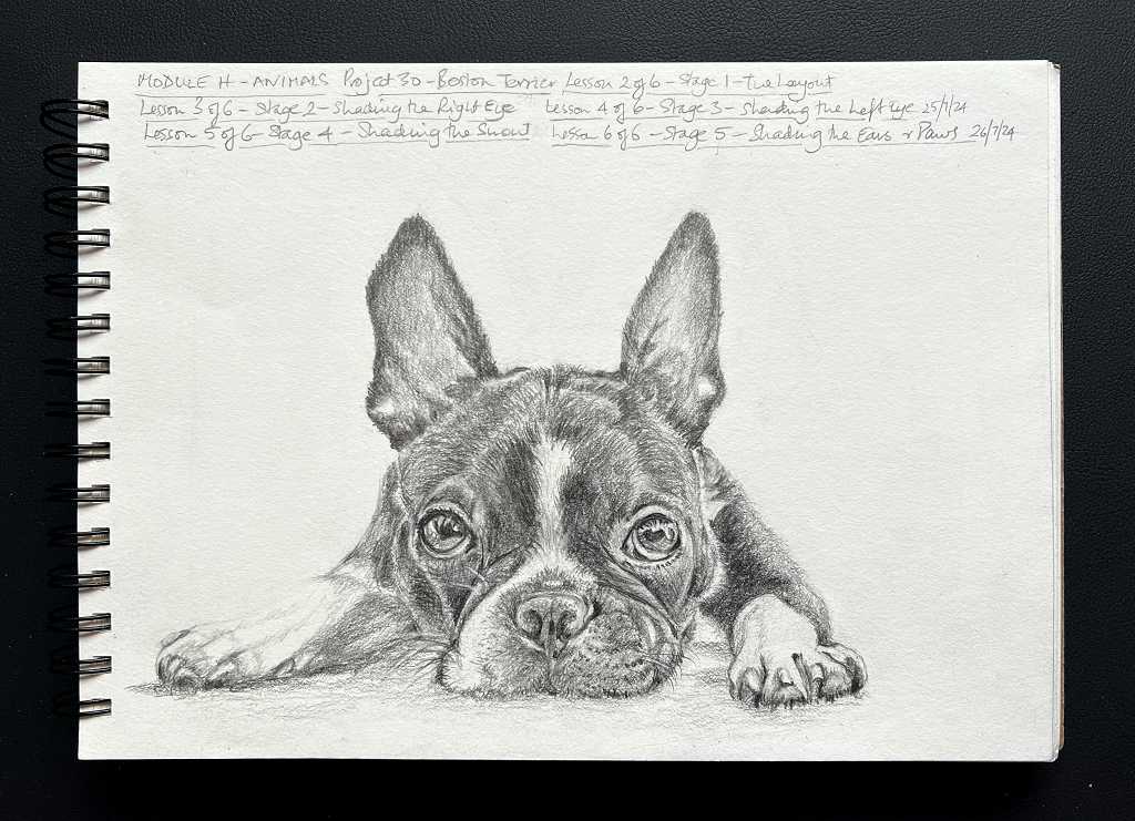 Read more about the article Online Art Course – Boston Terrier in Graphite
