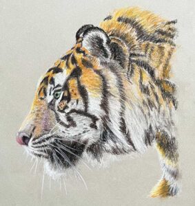 Read more about the article Online Art Course – Tiger in Pastel Pencils