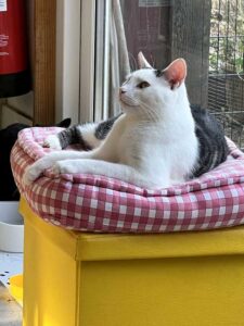 Read more about the article Visit to the Cat Cafe