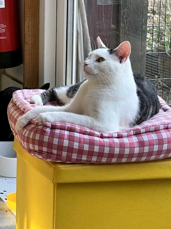 Read more about the article Visit to the Cat Cafe