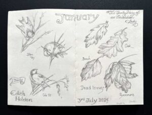 Read more about the article Drawing Practice from A Country Diary