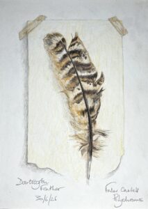 Read more about the article Dartington Feather