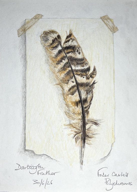 Read more about the article Dartington Feather