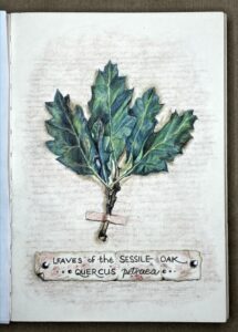 Read more about the article The Leaves of the Sessile Oak