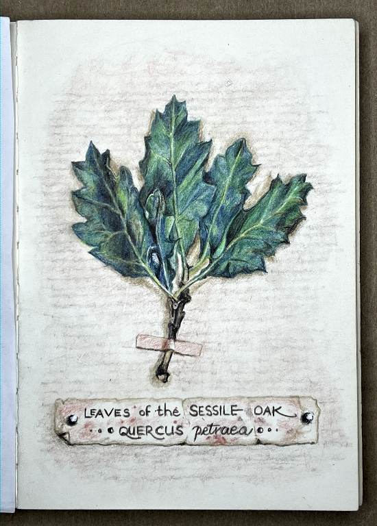 You are currently viewing The Leaves of the Sessile Oak